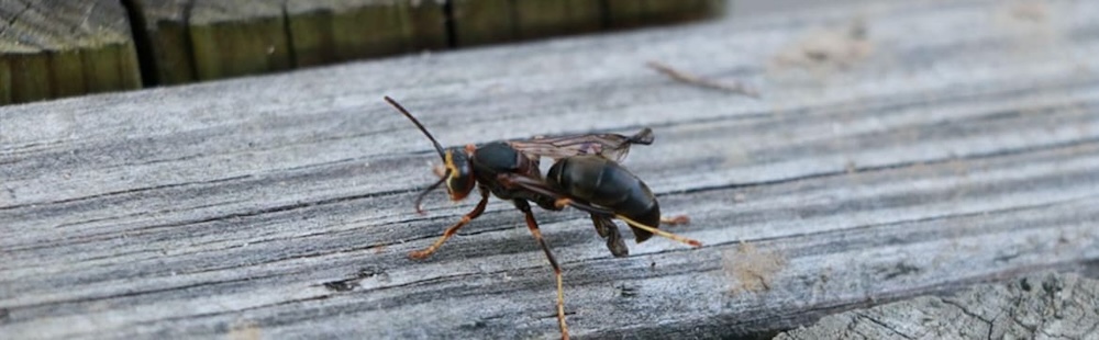 Insects on fence Insects on fence