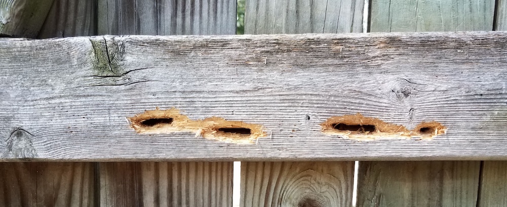 Pest in fence Pest in fence